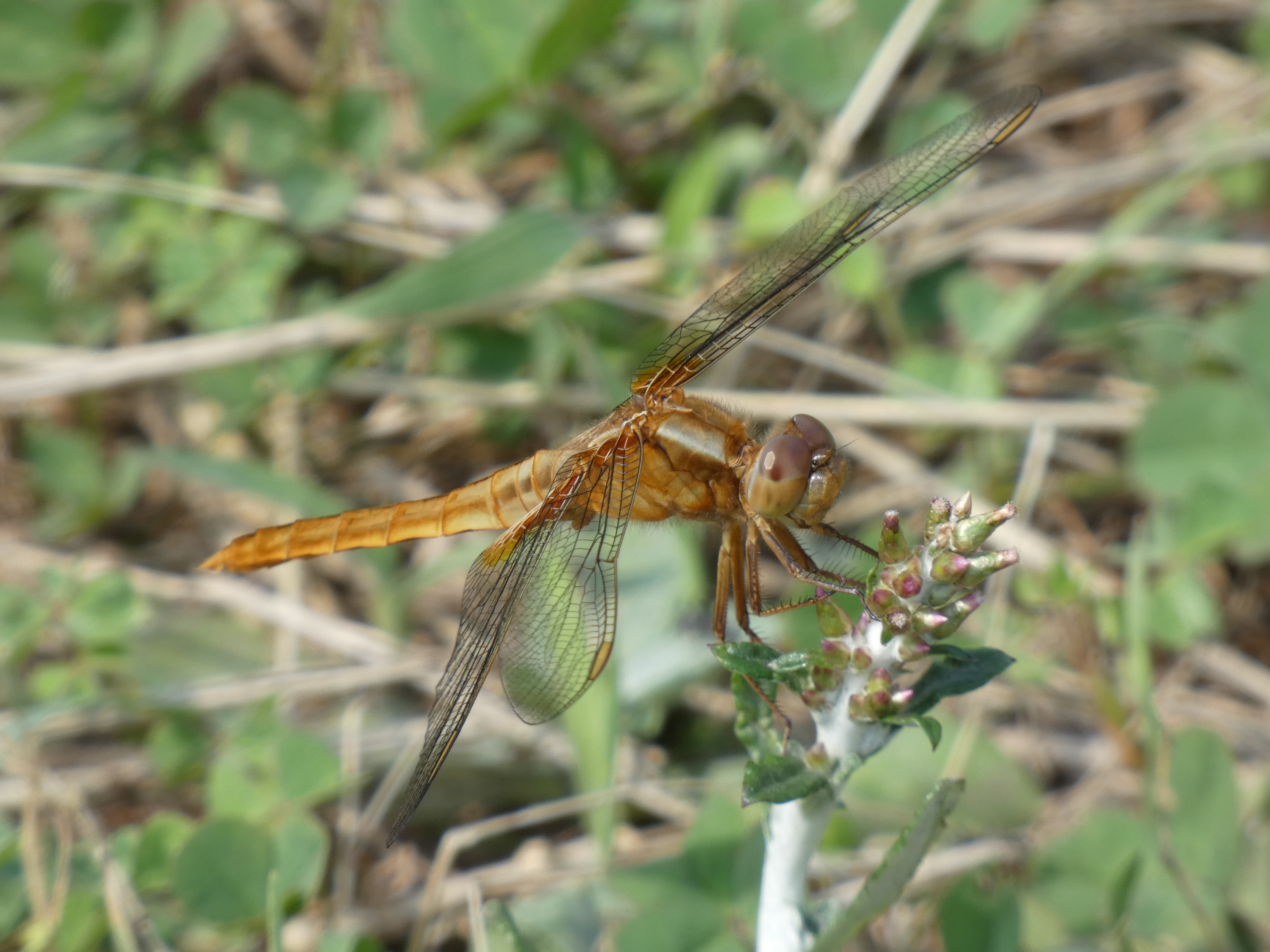 photo_4